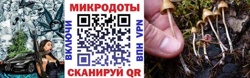 закладка  Чухлома  Псилоцибиновые грибы Cubensis 